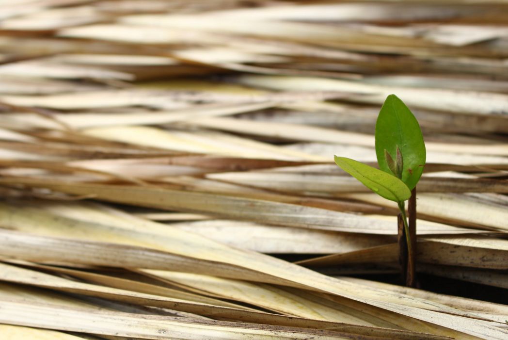 filantropia regenerativa