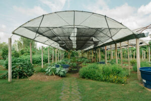 Vista da estufa e de participantes do projeto dentro do núcleo na Estação Conhecimento de Arari (Povoado Bubasa). Foto: Isaque Junior