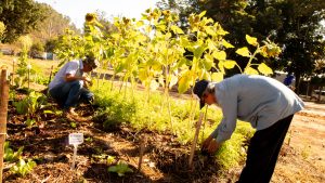 Parceria entre FEAC, Pé de Feijão e Prefeitura leva horta urbana à periferia de Campinas
