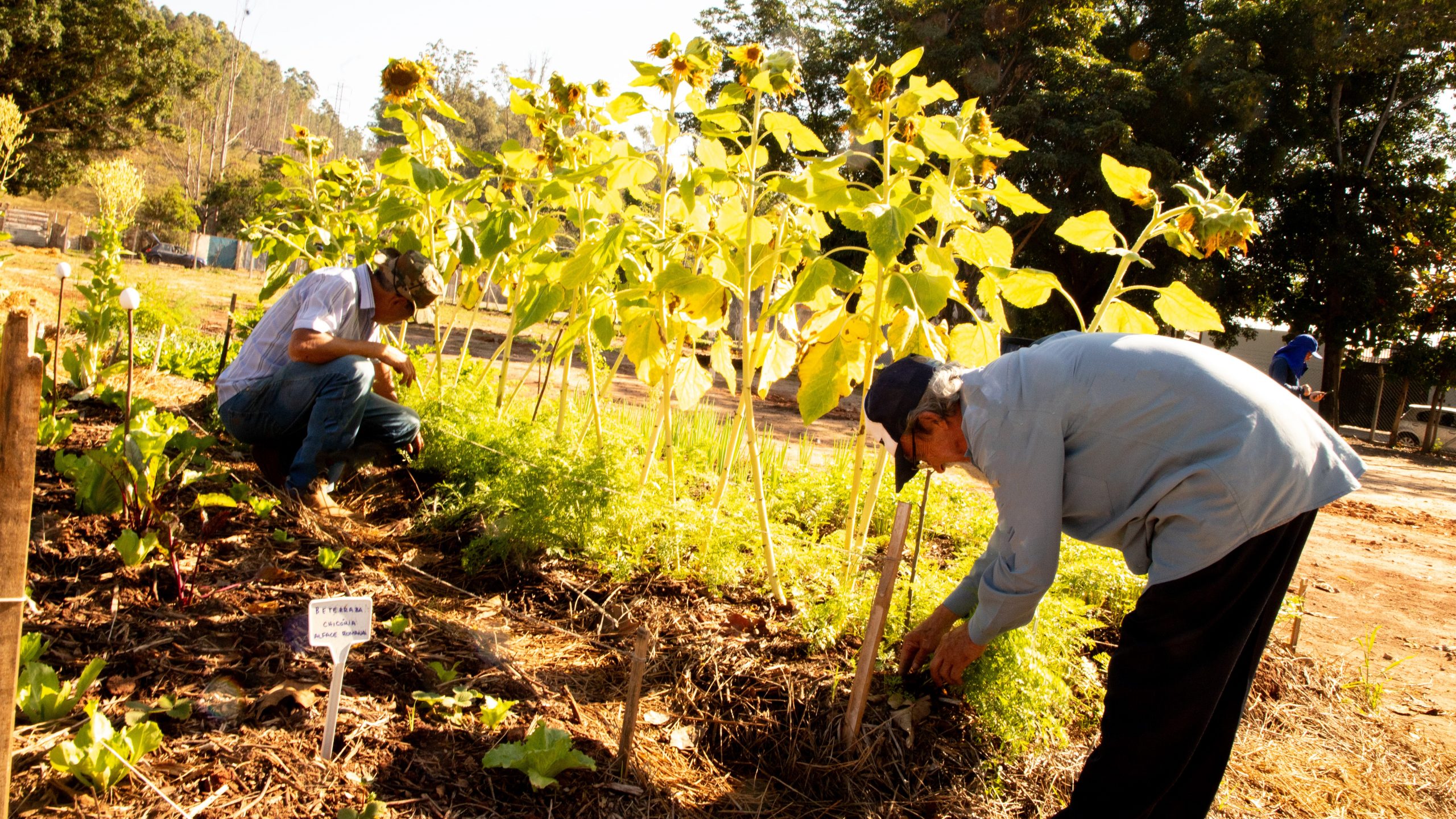 Parceria entre FEAC, Pé de Feijão e Prefeitura leva horta urbana à periferia de Campinas